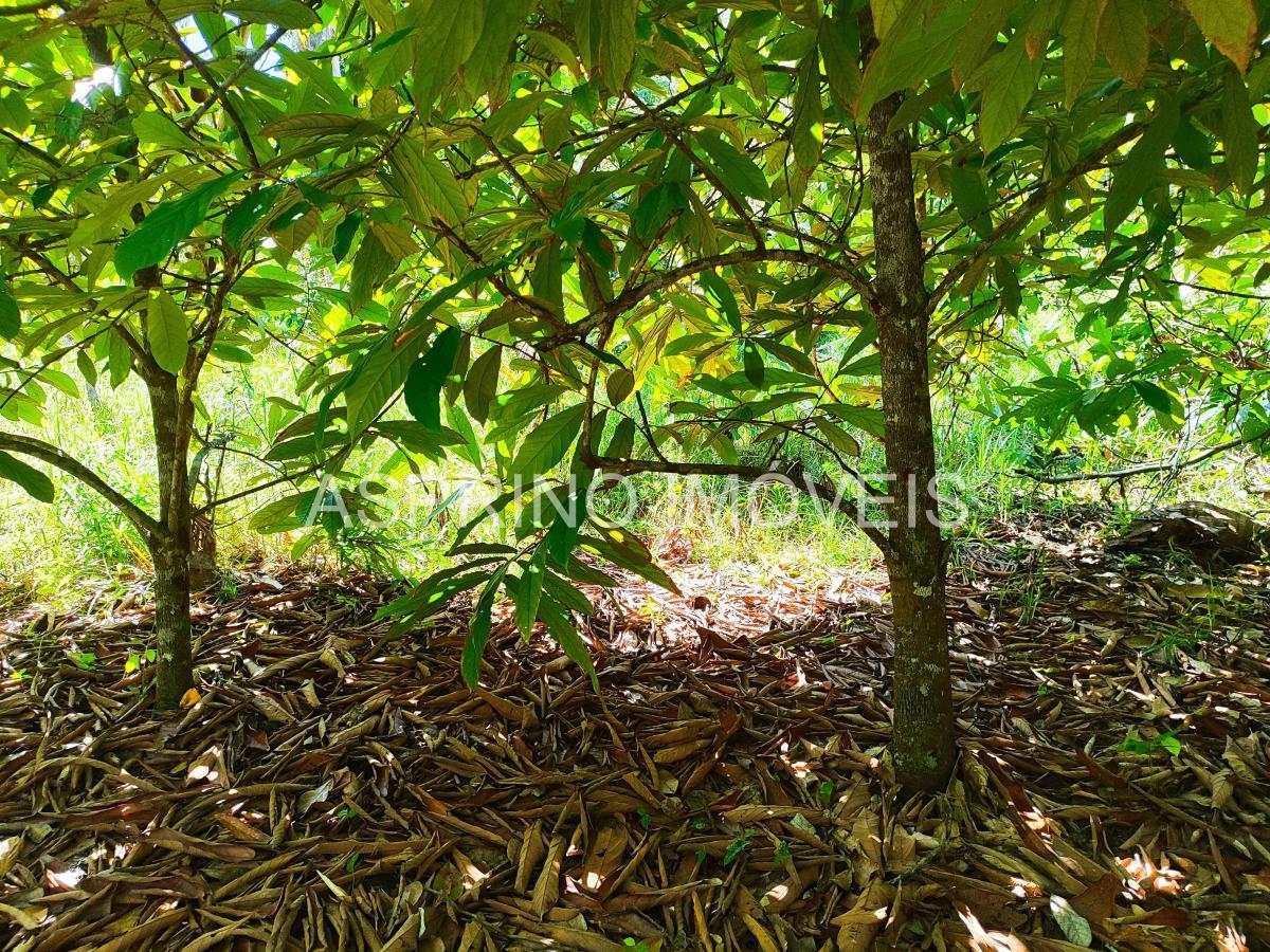 Sítio à venda com 2 quartos, 20000m² - Foto 14