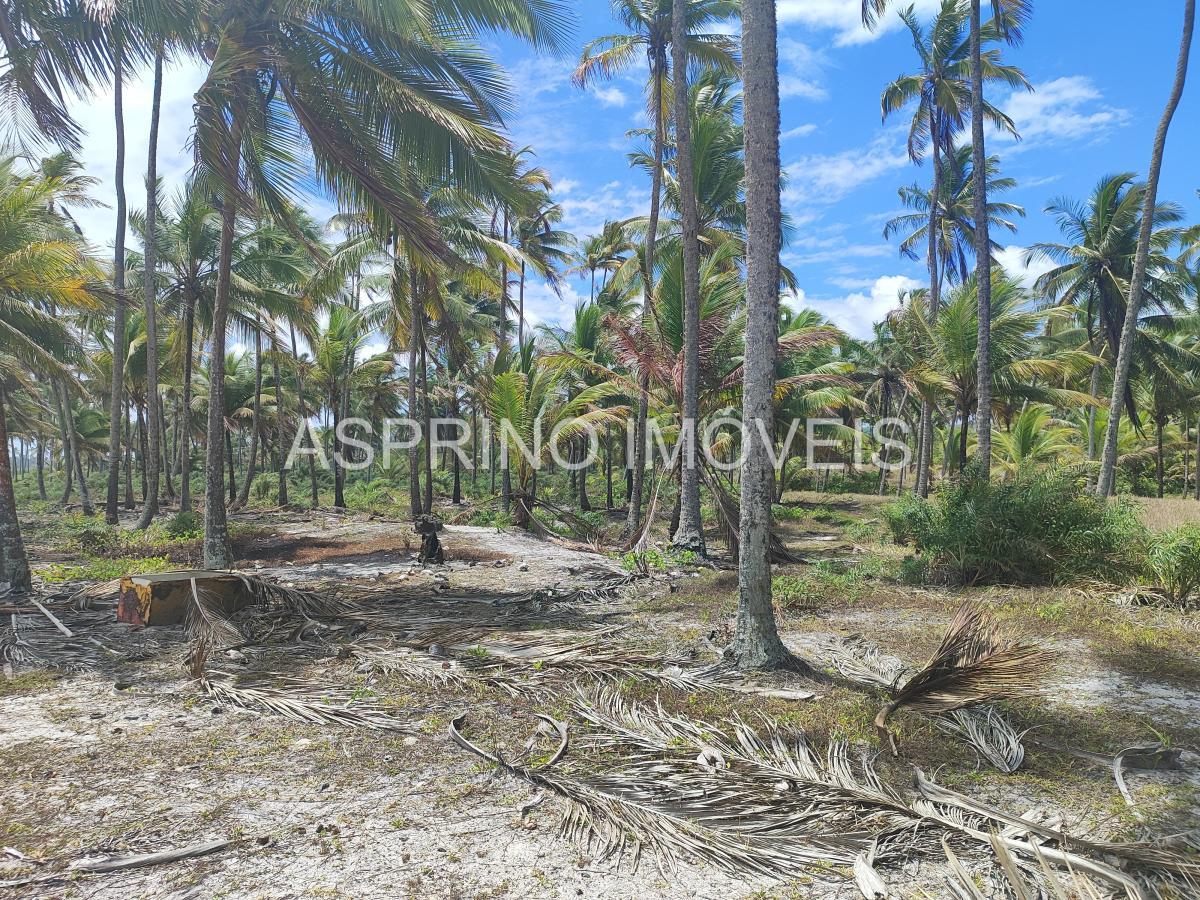 Terreno, 14 hectares - Foto 13