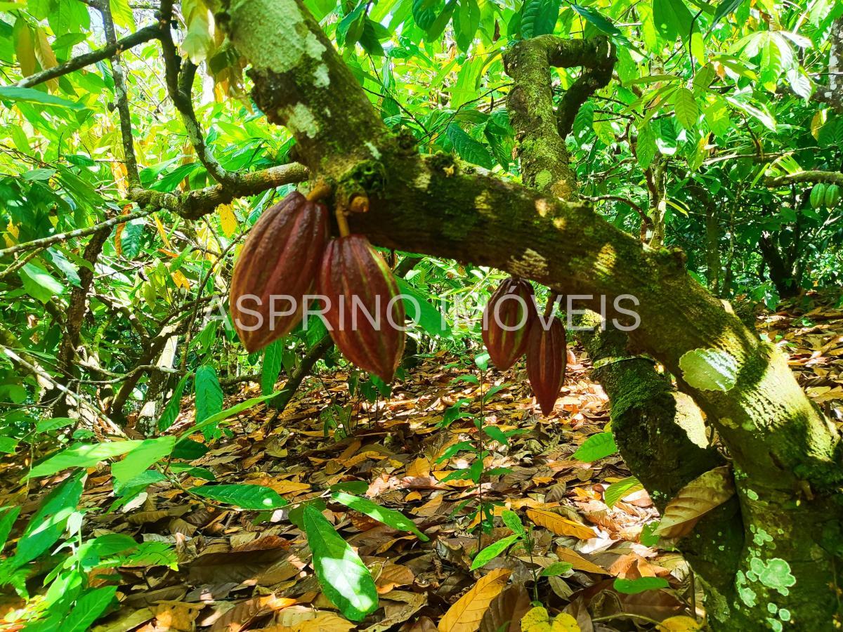 Fazenda à venda, 25m² - Foto 6