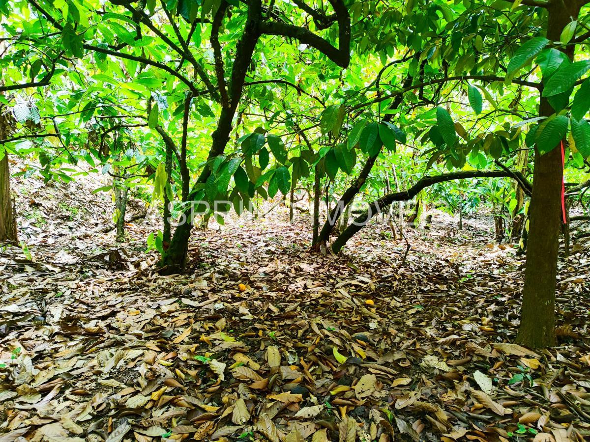 Fazenda à venda, 25m² - Foto 12