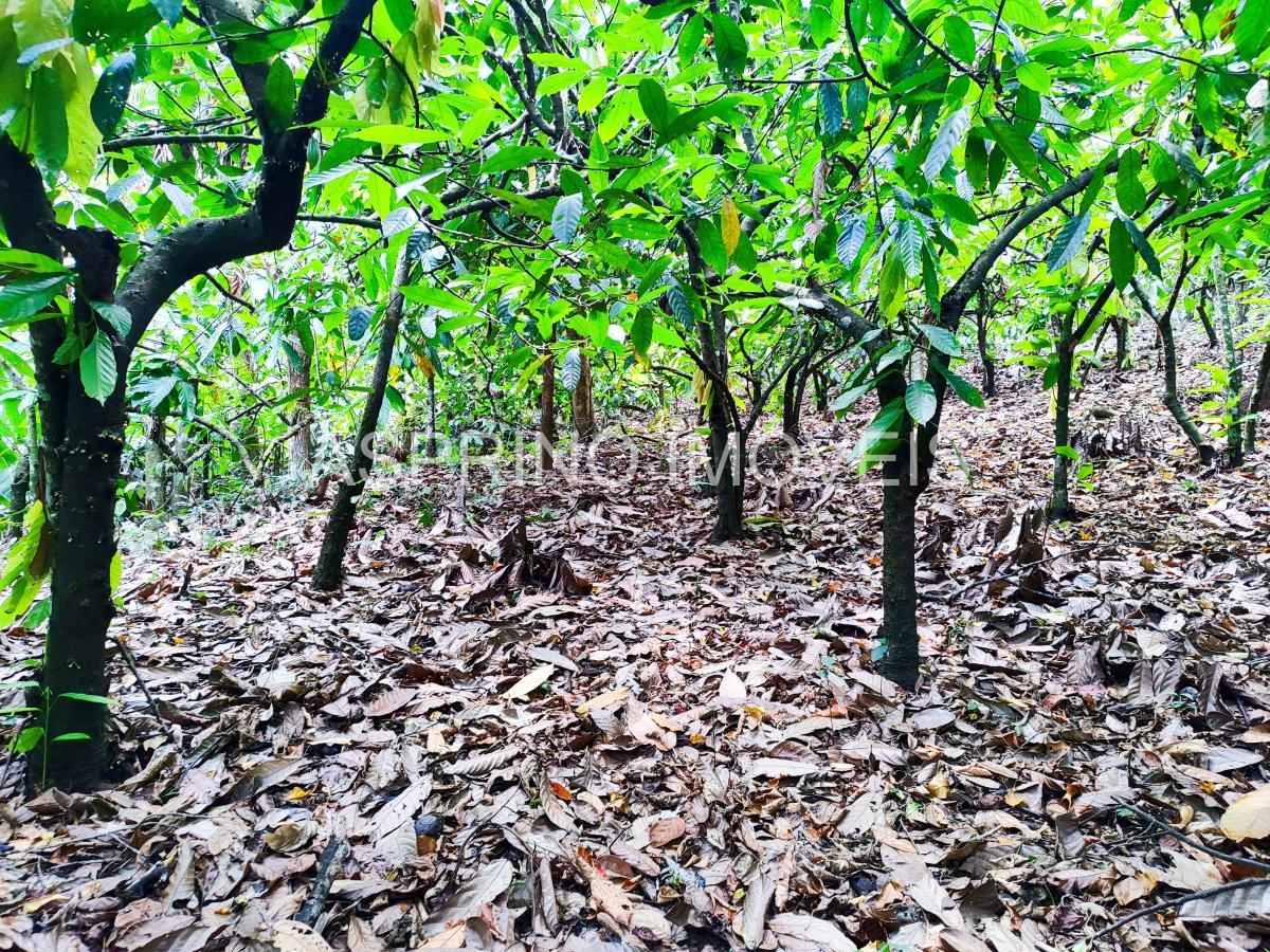 Fazenda à venda, 25m² - Foto 15
