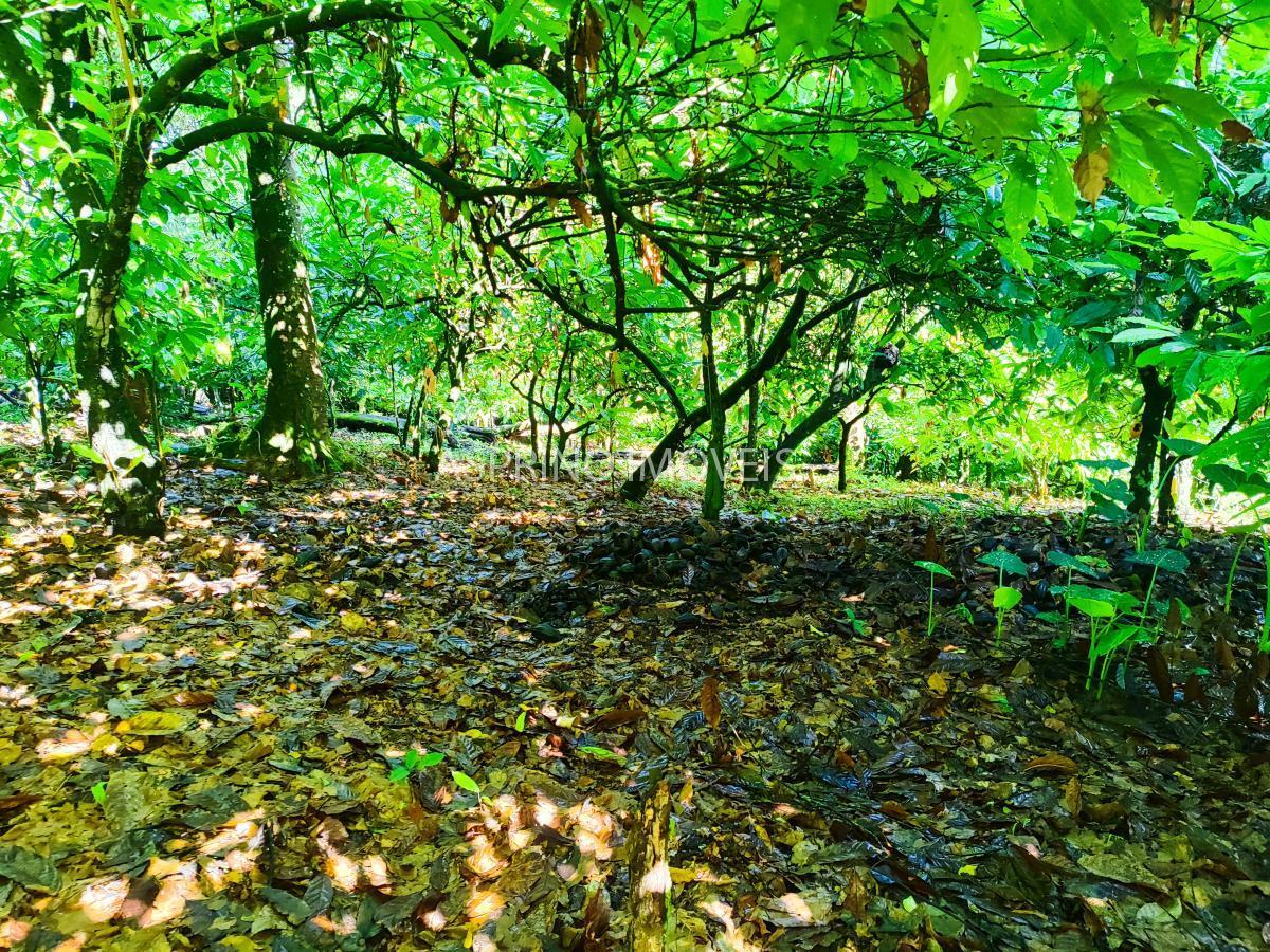 Fazenda à venda, 590000m² - Foto 4