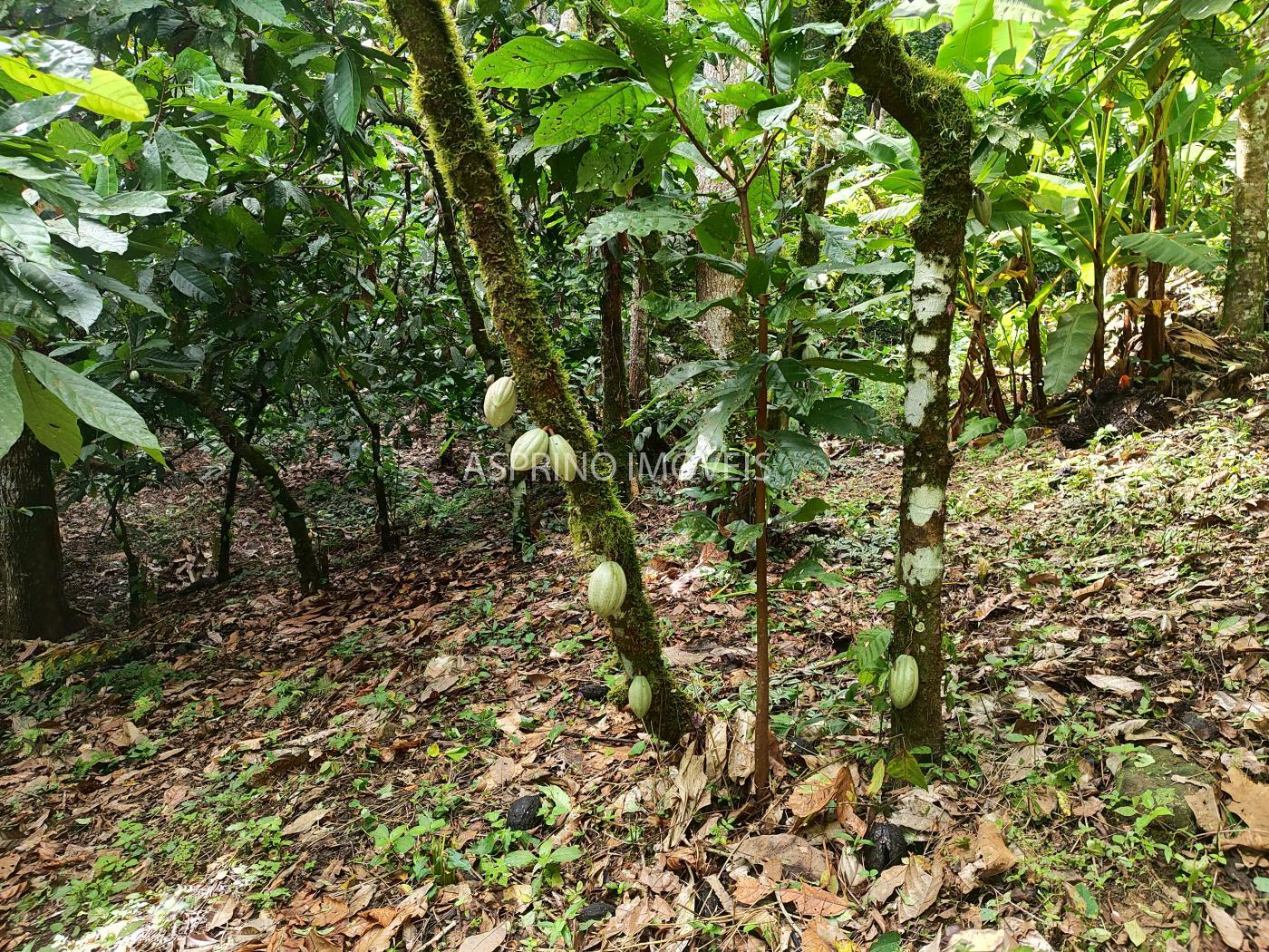 Fazenda à venda, 370000m² - Foto 10
