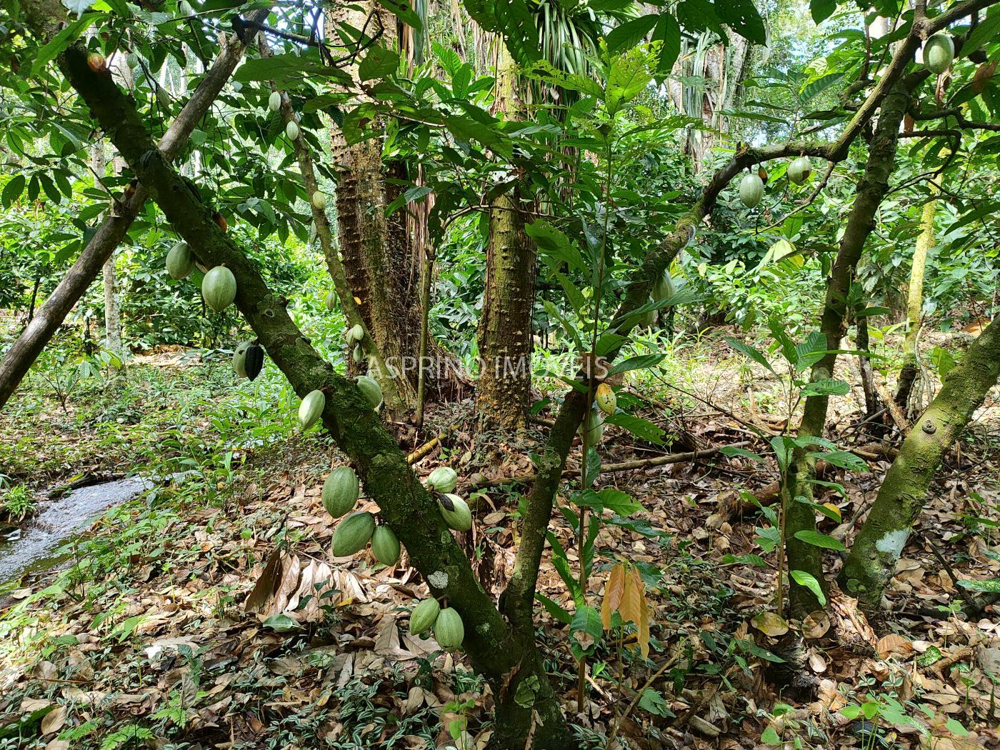 Fazenda à venda, 370000m² - Foto 11