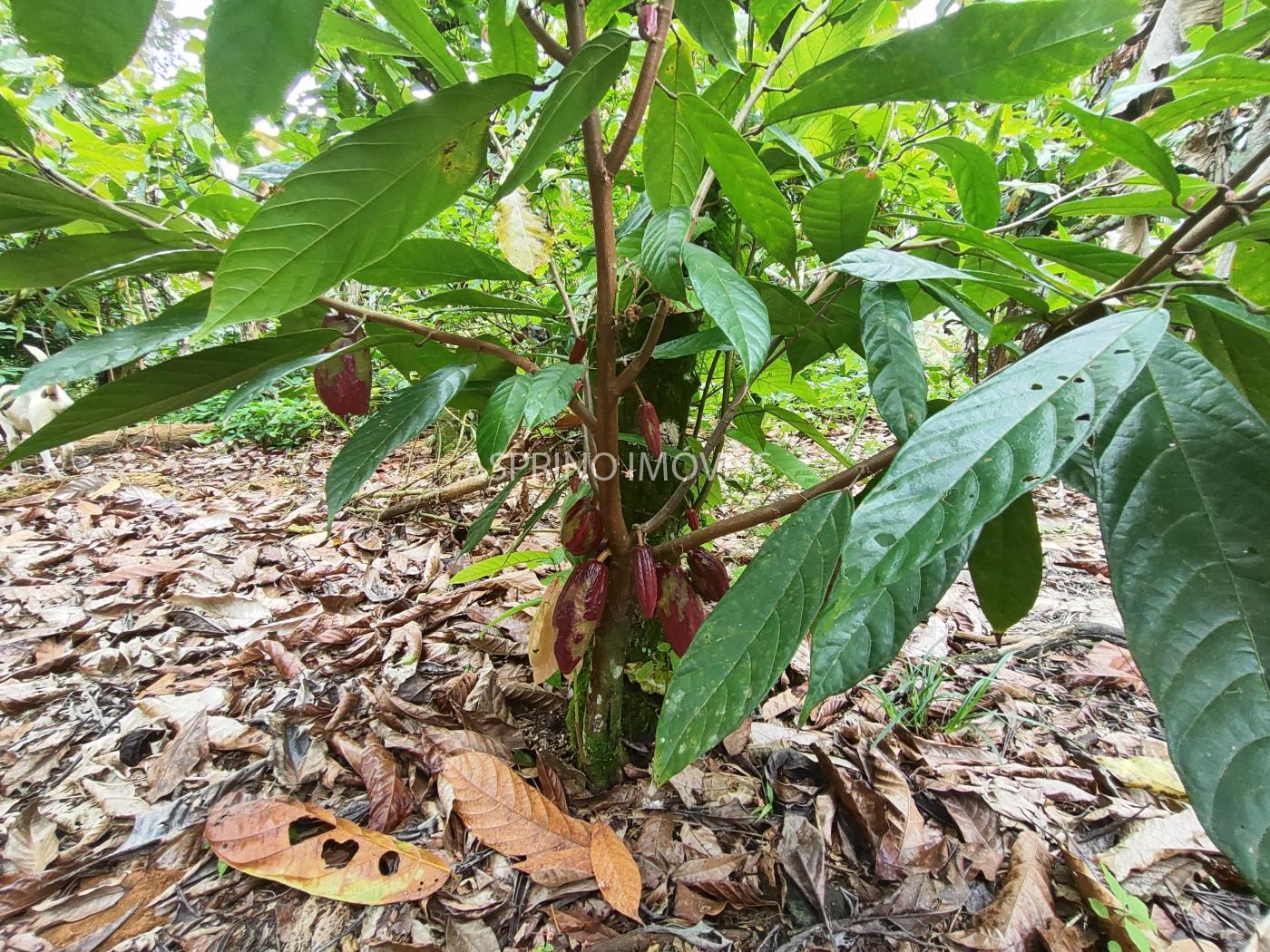 Fazenda à venda, 58m² - Foto 19