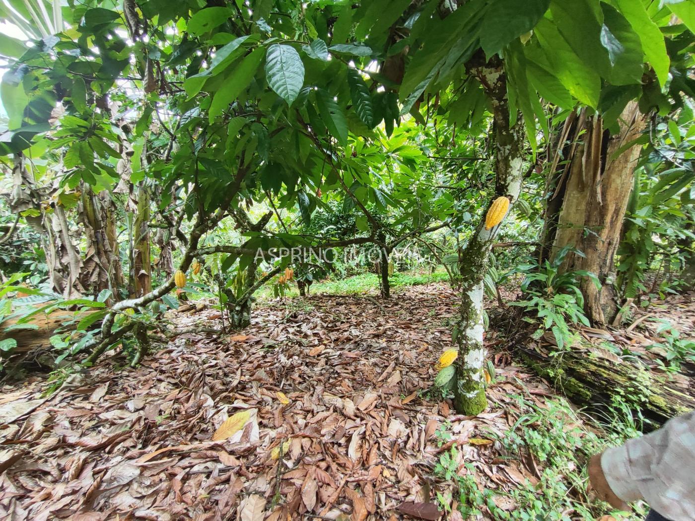 Fazenda à venda, 58m² - Foto 20