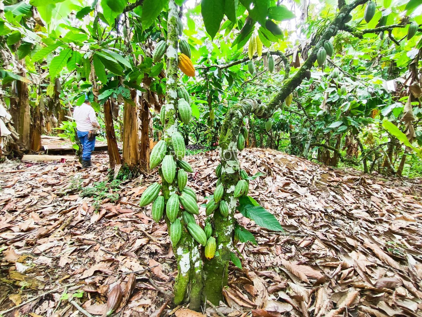 Fazenda à venda, 58m² - Foto 21