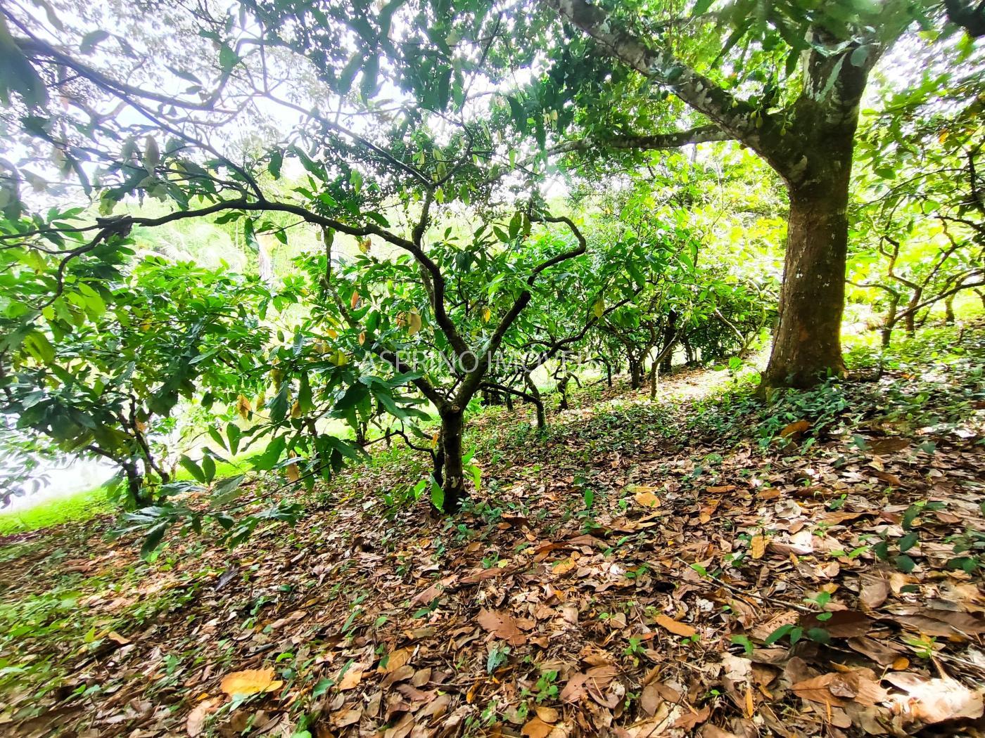 Fazenda à venda, 21m² - Foto 29