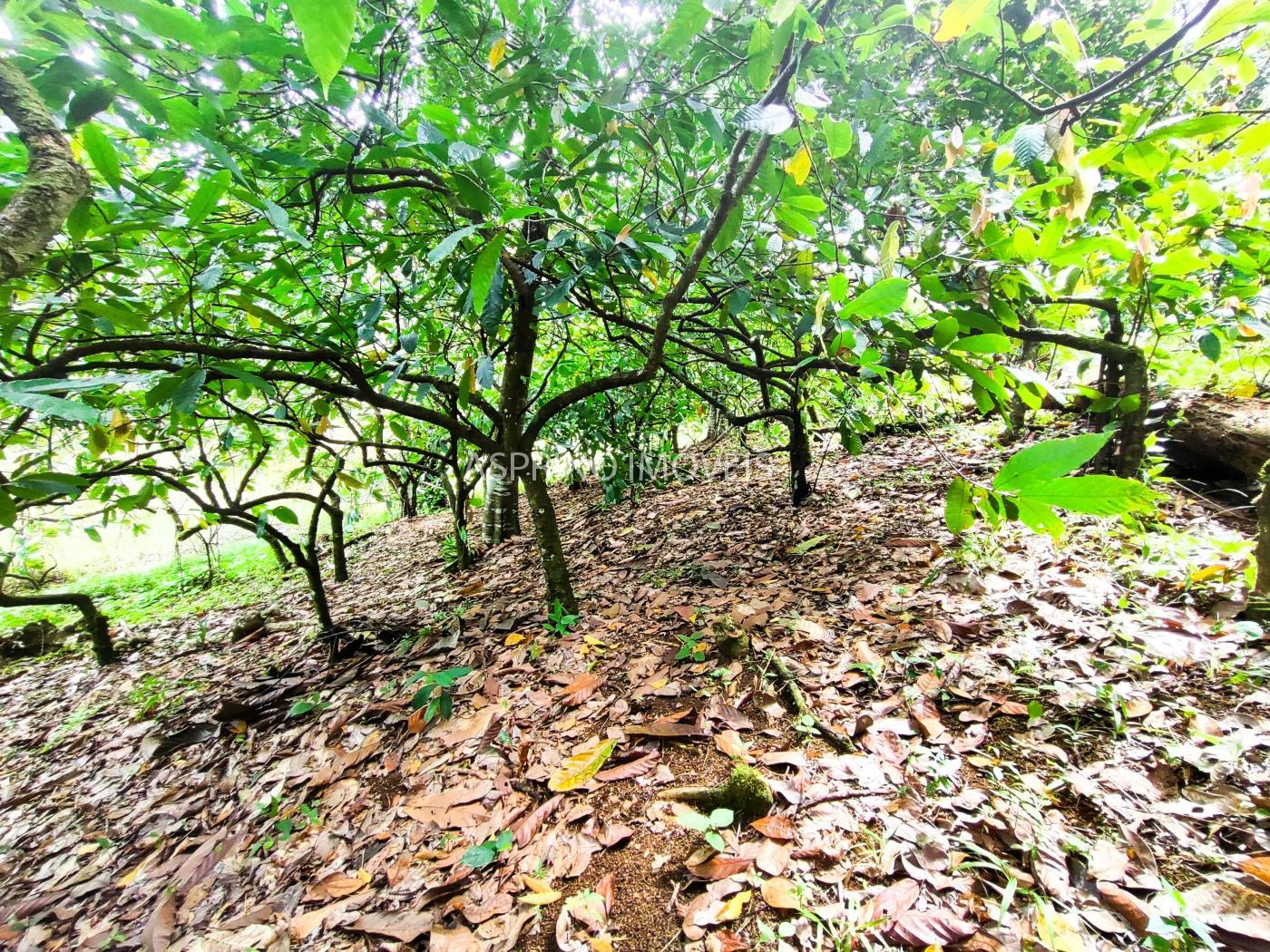 Fazenda à venda, 21m² - Foto 30