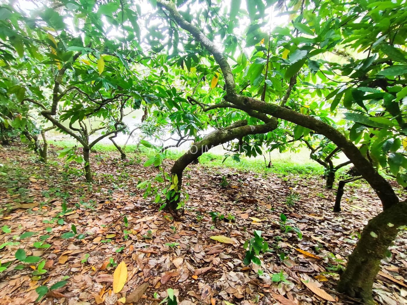 Fazenda à venda, 21m² - Foto 31
