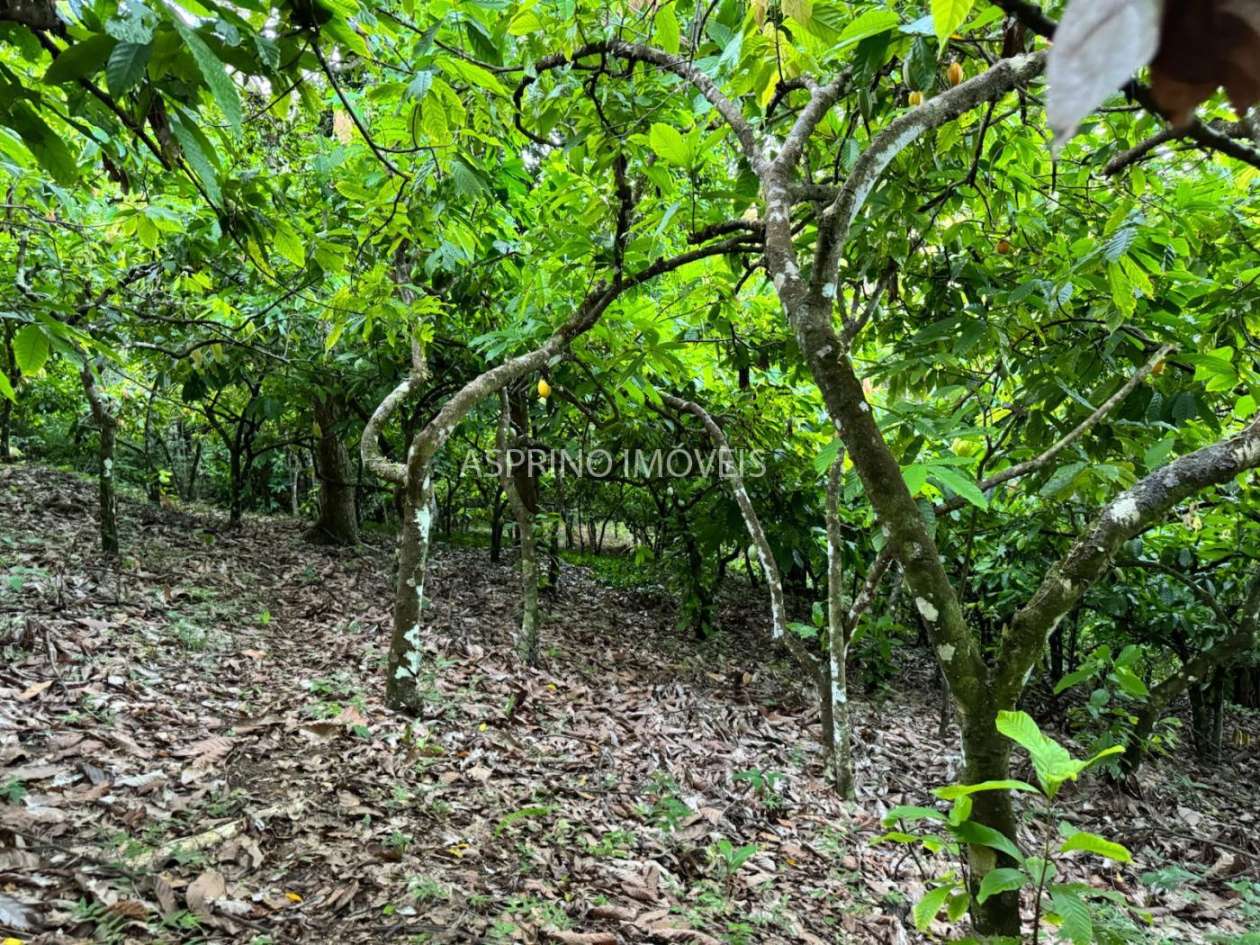 Sítio, 1 quarto, 10 hectares - Foto 10