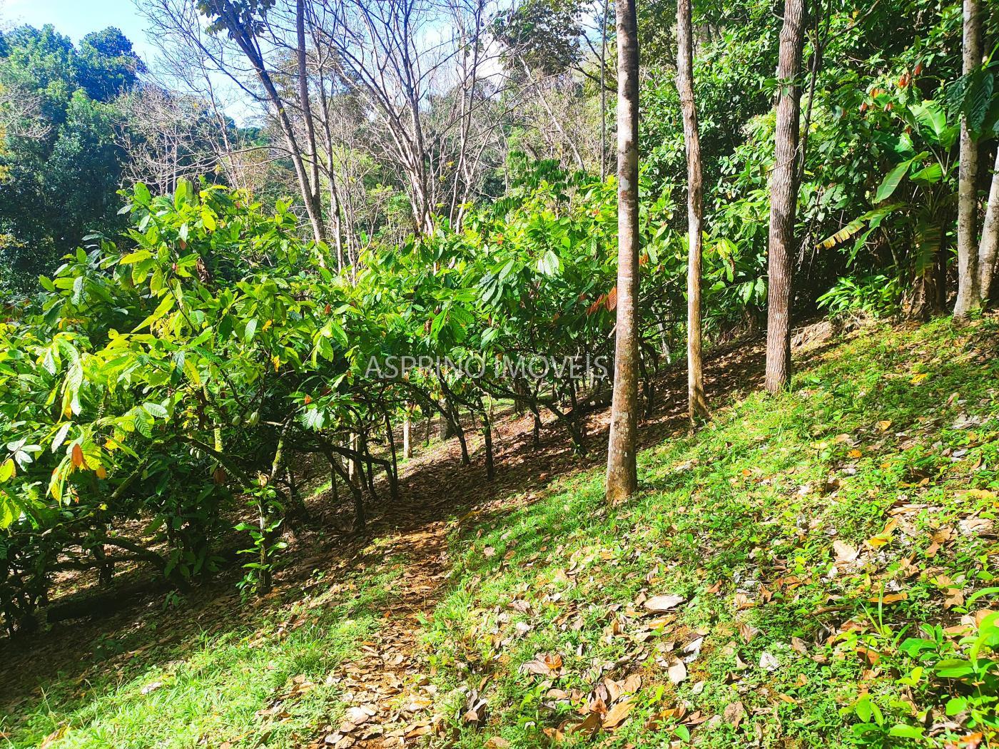 Fazenda à venda, 19m² - Foto 10