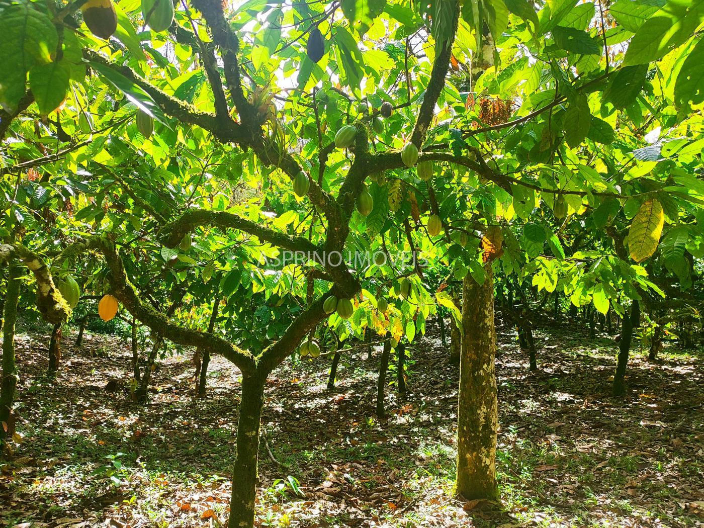 Fazenda à venda, 19m² - Foto 12