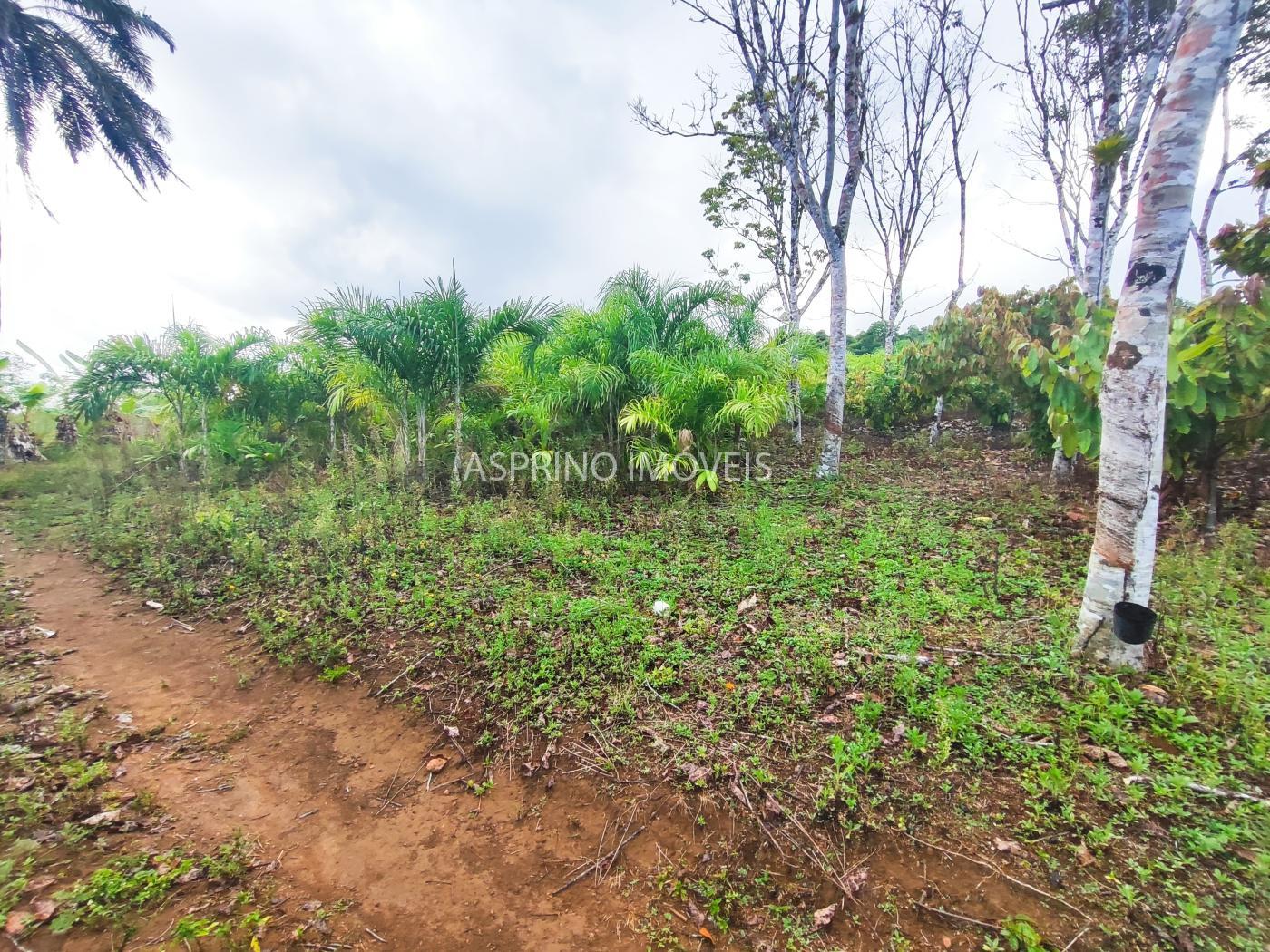 Fazenda, 145 hectares - Foto 15