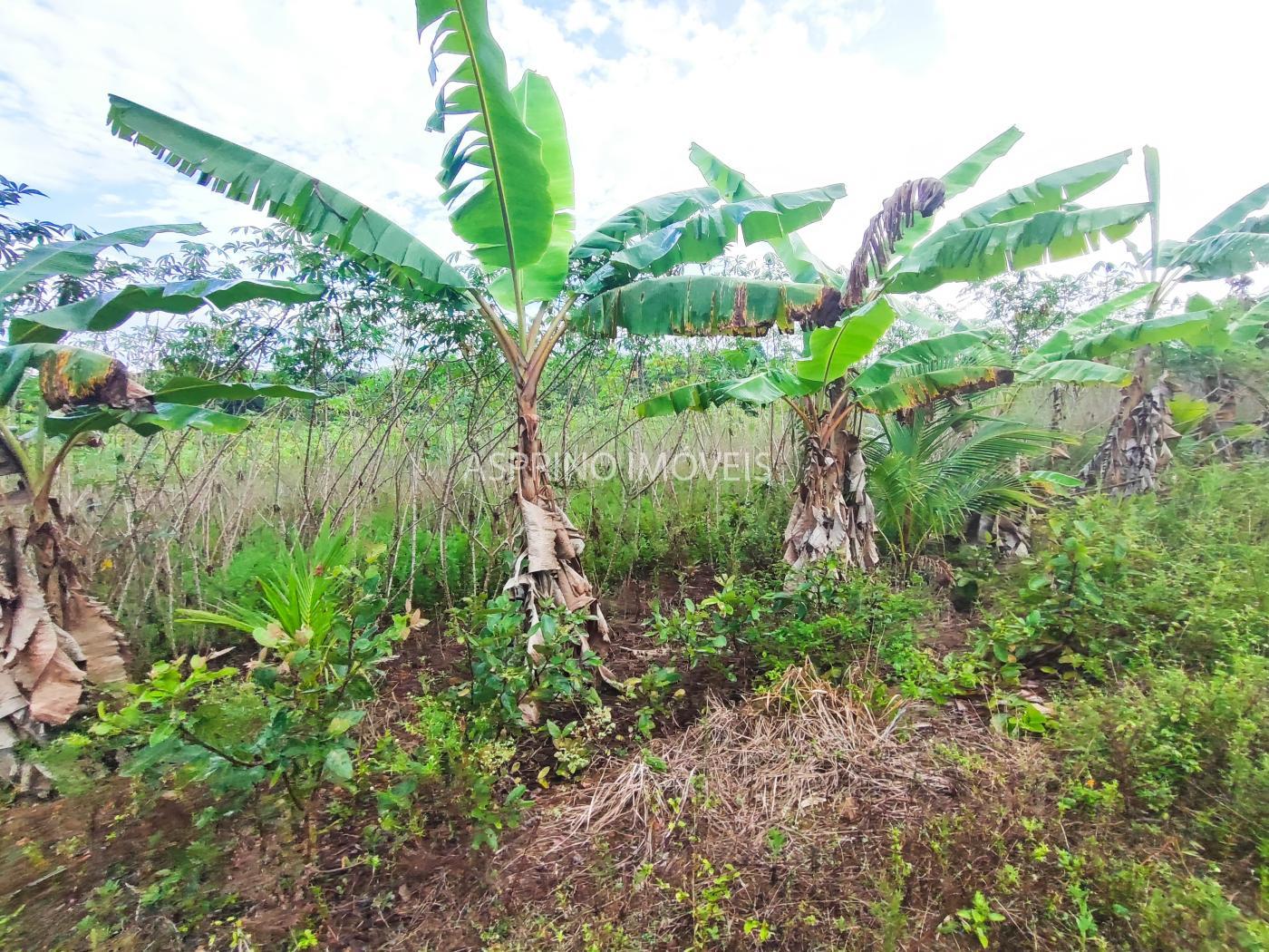 Fazenda, 145 hectares - Foto 17