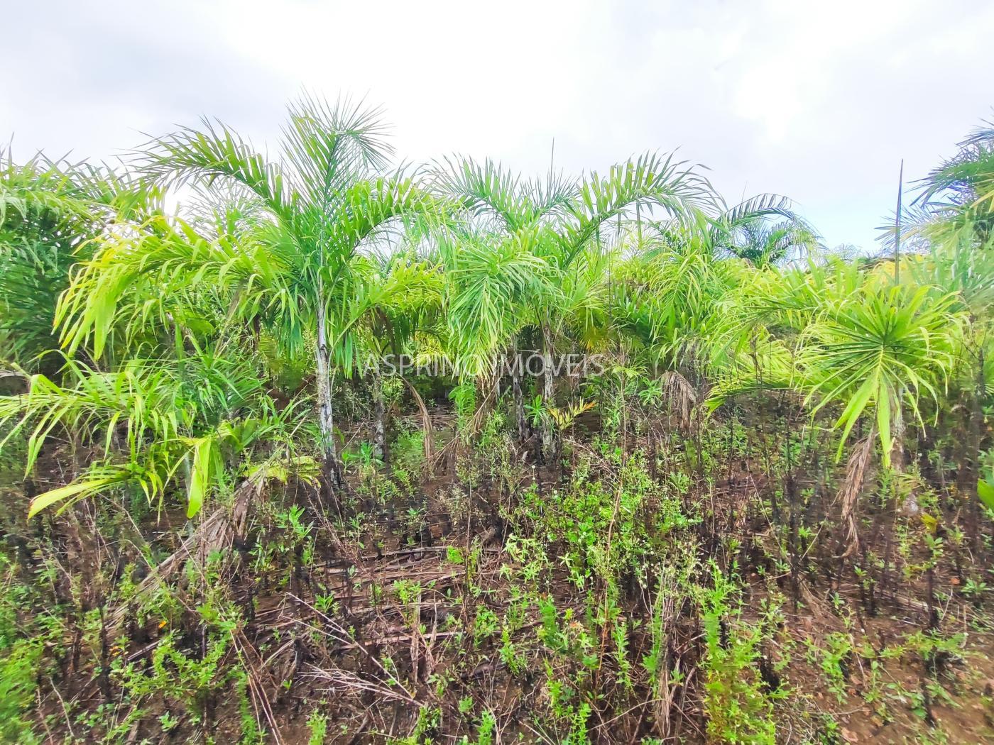 Fazenda, 145 hectares - Foto 18