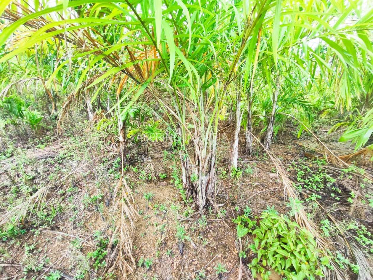 Fazenda, 145 hectares - Foto 19