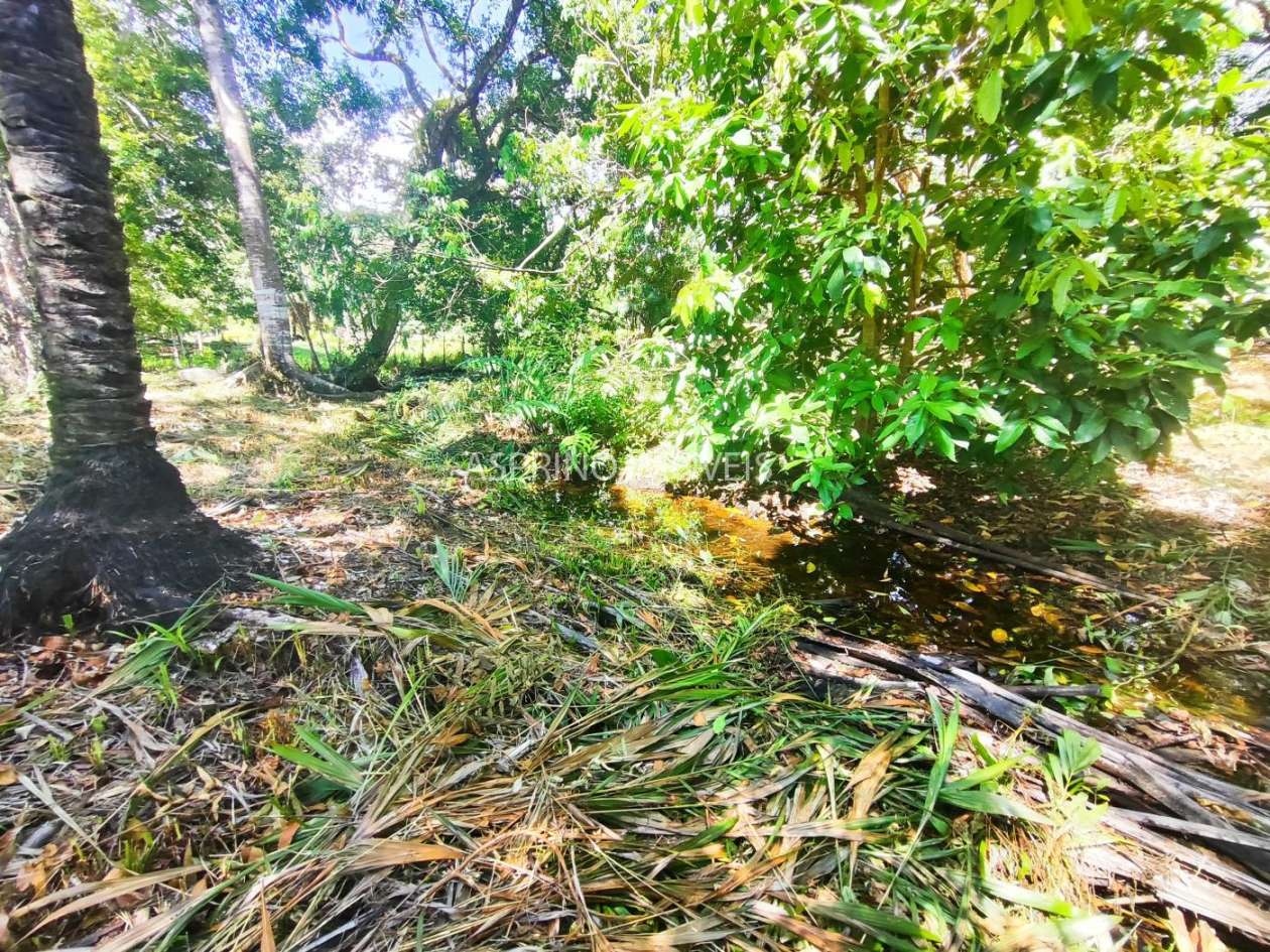 Terreno, 4 hectares - Foto 13