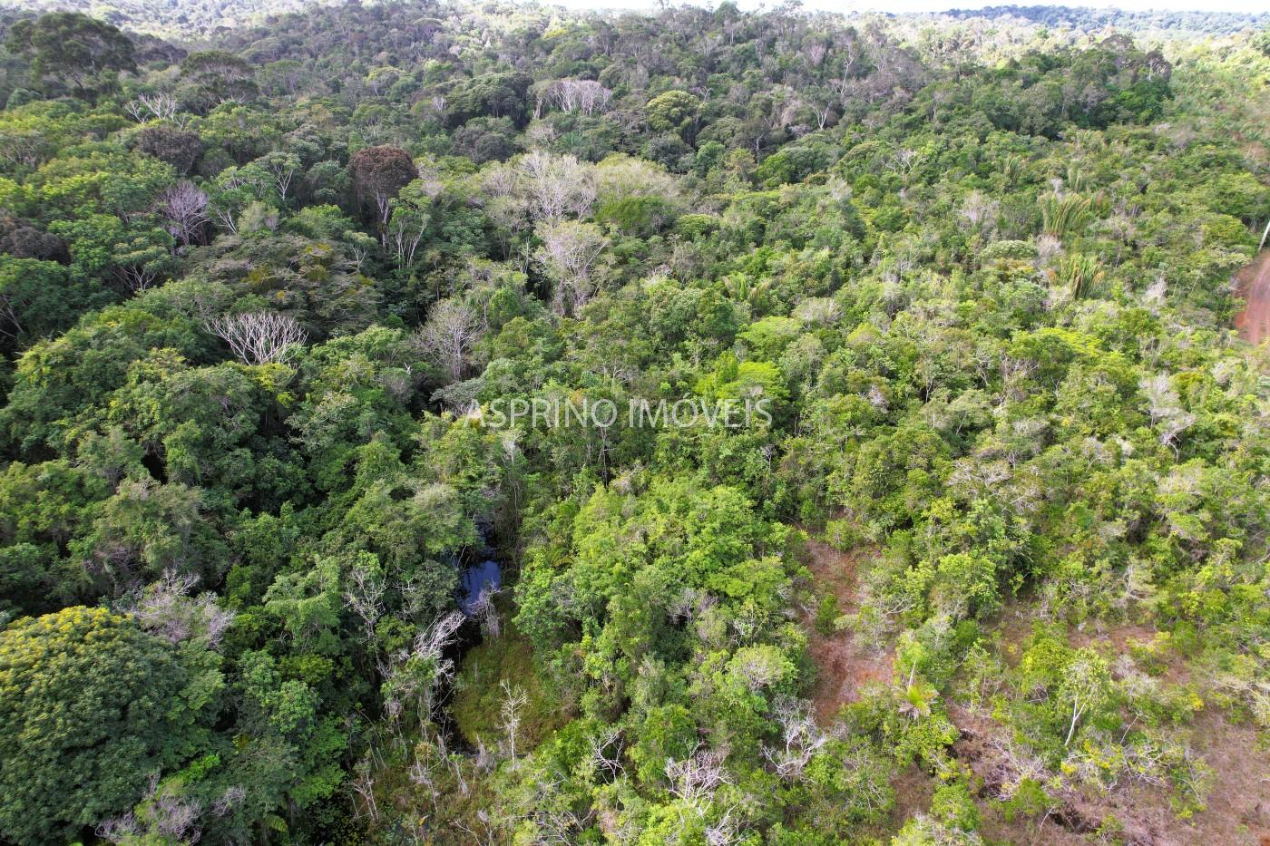 Fazenda, 42 hectares - Foto 12