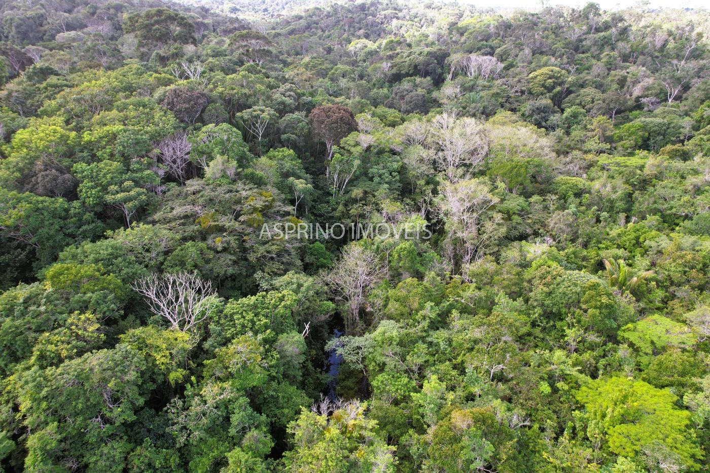 Fazenda, 42 hectares - Foto 13