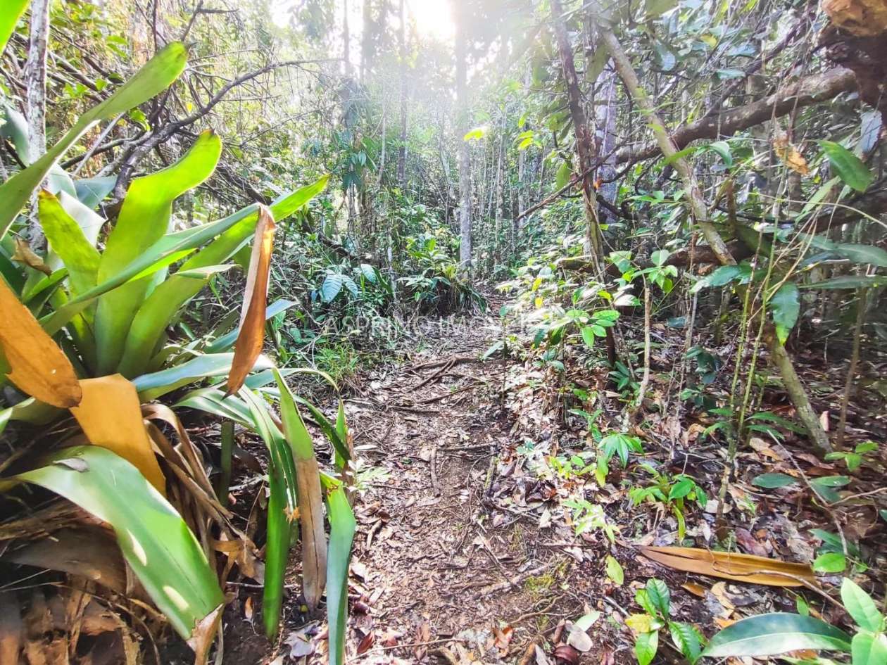 Terreno, 3 hectares - Foto 11