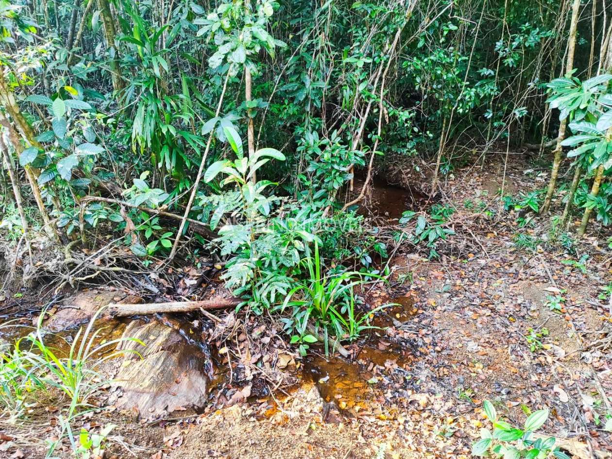 Terreno, 3 hectares - Foto 14