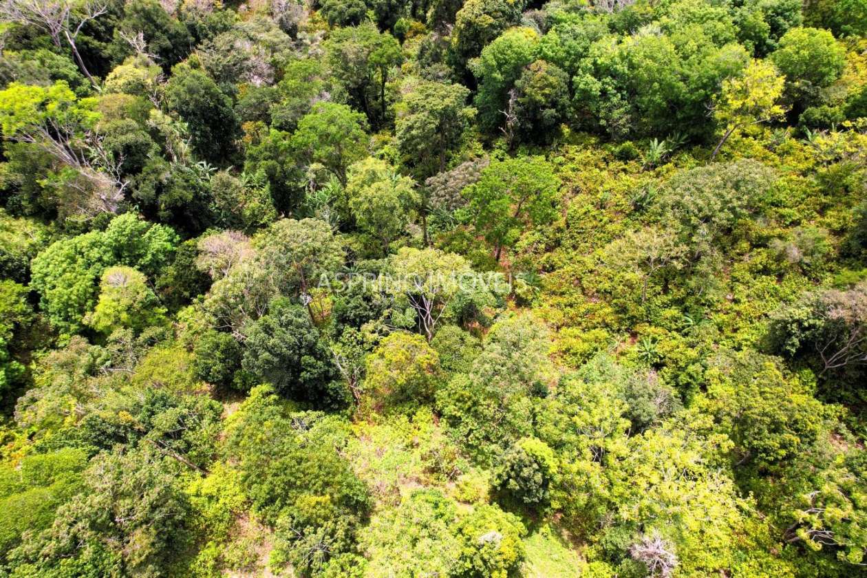 Fazenda, 32 hectares - Foto 18