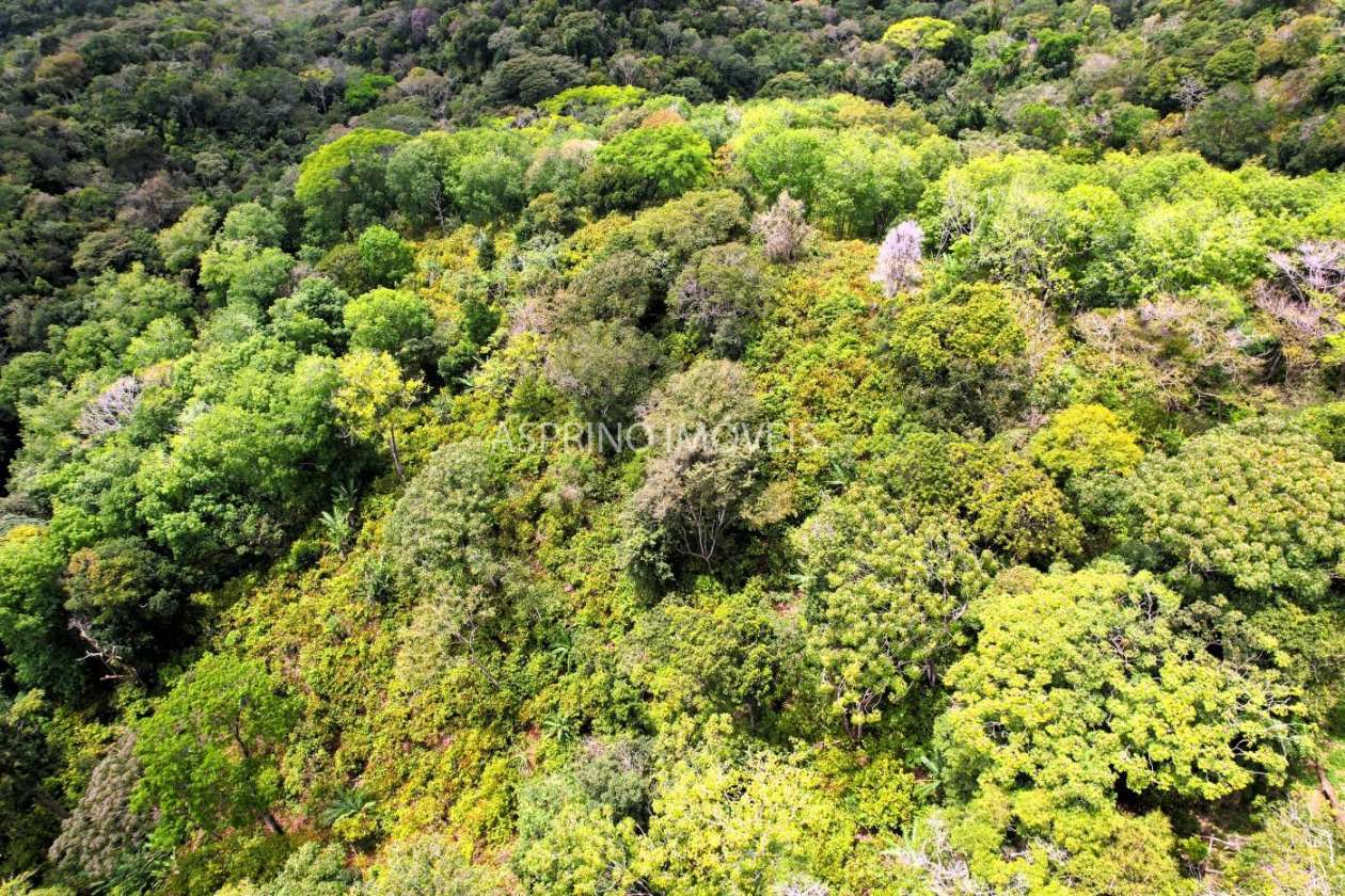 Fazenda, 32 hectares - Foto 19