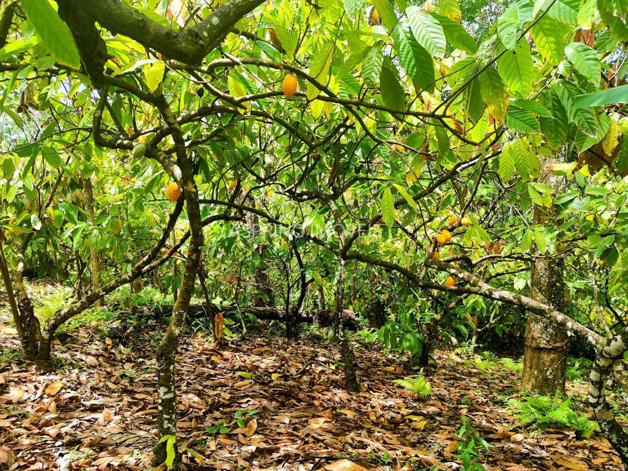 Fazenda, 32 hectares - Foto 20