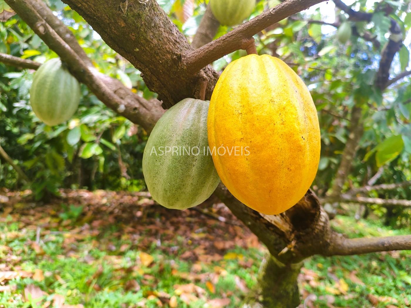 Fazenda, 32 hectares - Foto 21