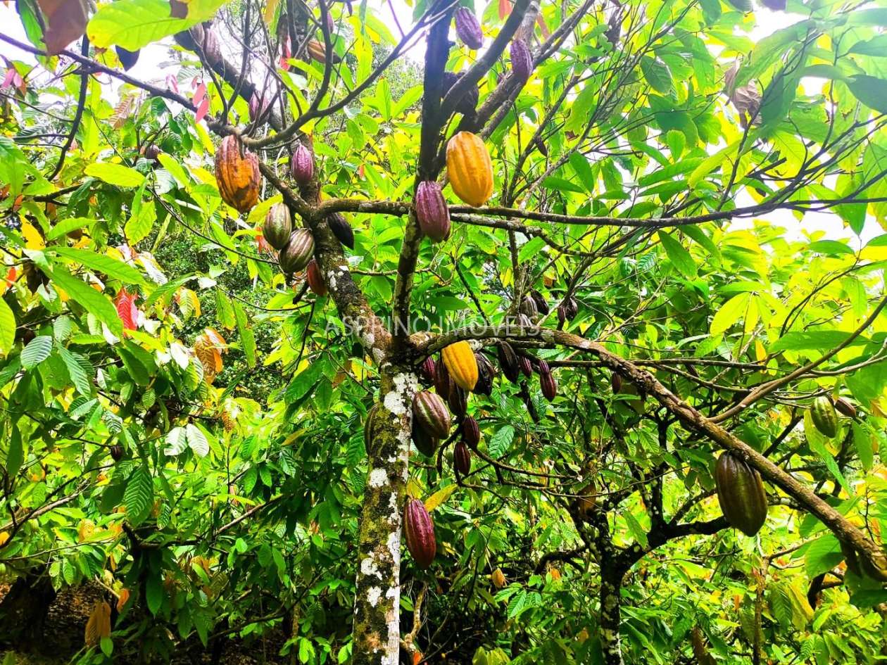 Fazenda, 32 hectares - Foto 22