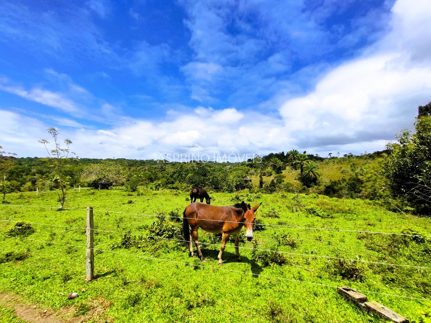 Fazenda, 32 hectares - Foto 29