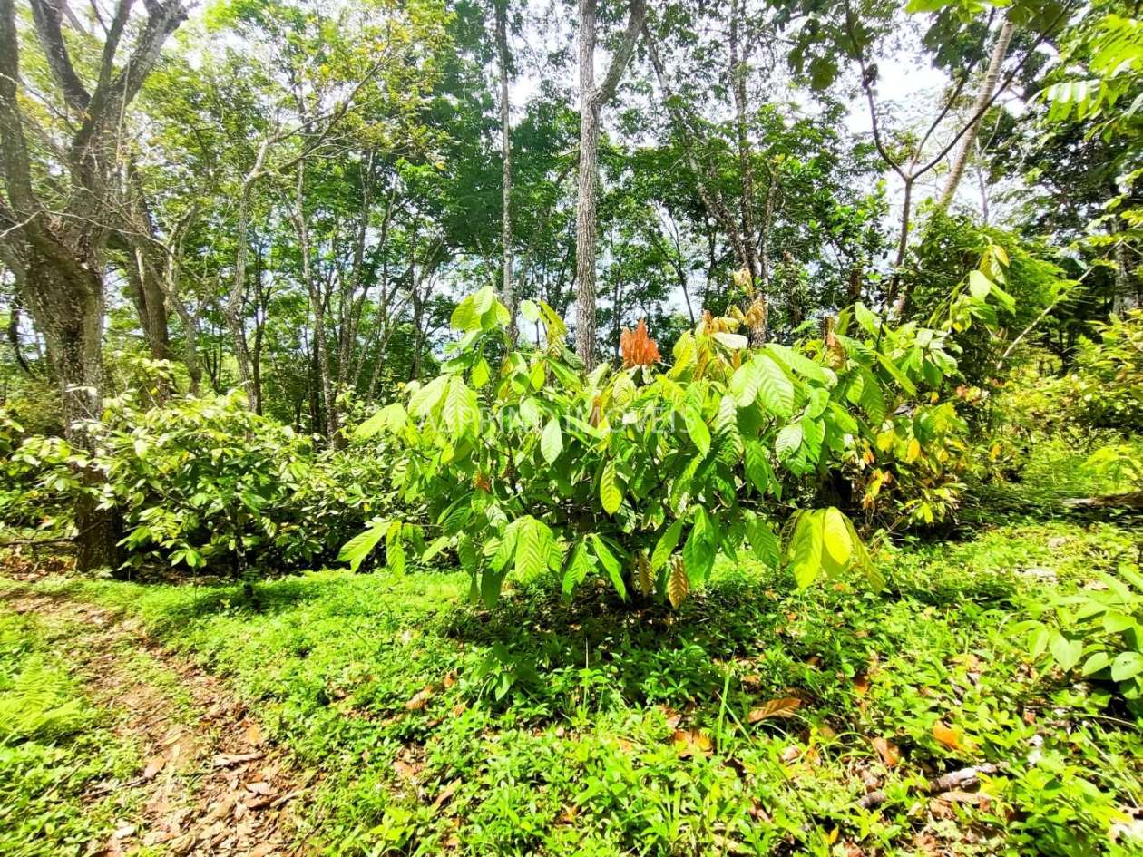 Fazenda, 32 hectares - Foto 32