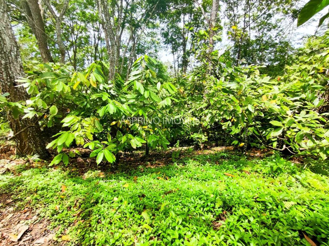 Fazenda, 32 hectares - Foto 33