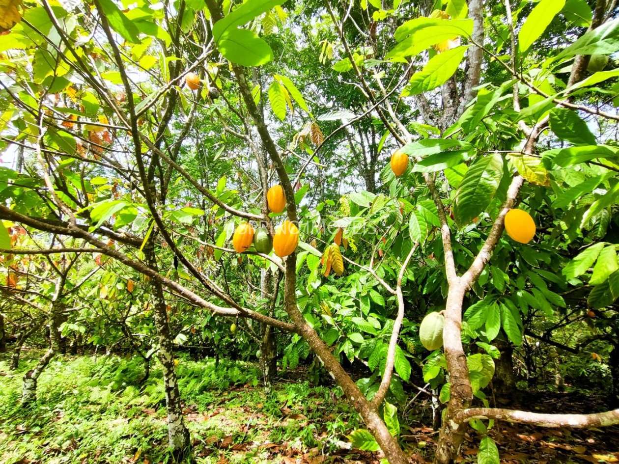 Fazenda, 32 hectares - Foto 34
