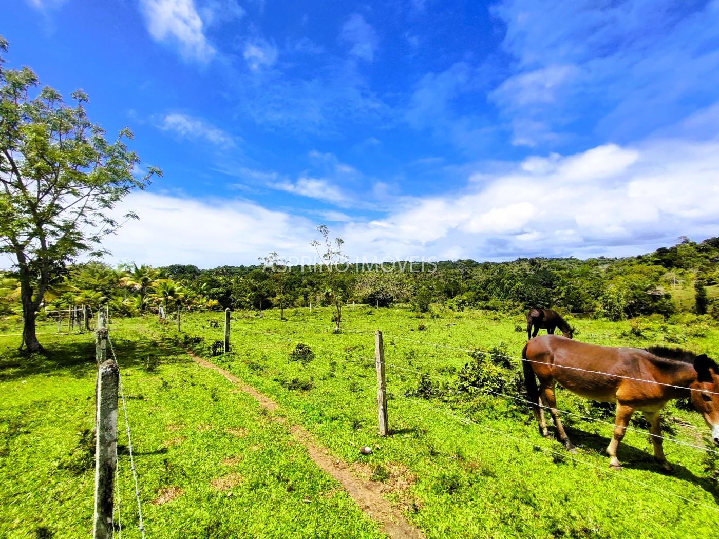 Fazenda, 32 hectares - Foto 30