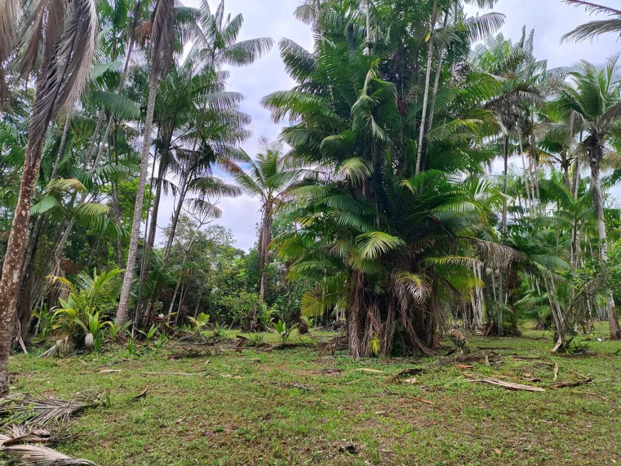 Sítio, 1 quarto, 10 hectares - Foto 4