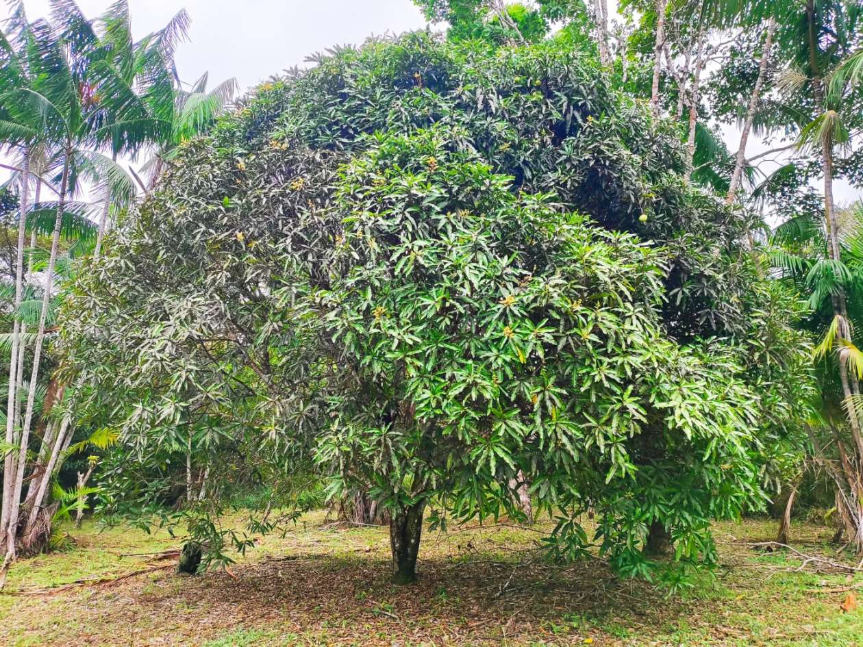 Sítio, 1 quarto, 10 hectares - Foto 6