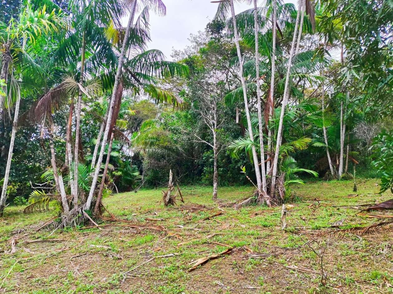 Sítio, 1 quarto, 10 hectares - Foto 5