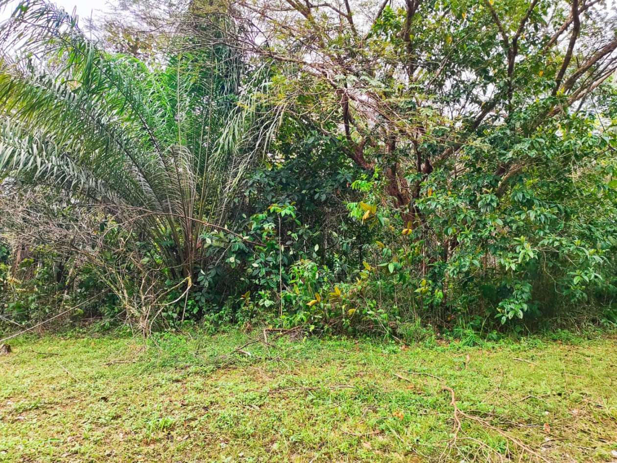 Sítio, 1 quarto, 10 hectares - Foto 3