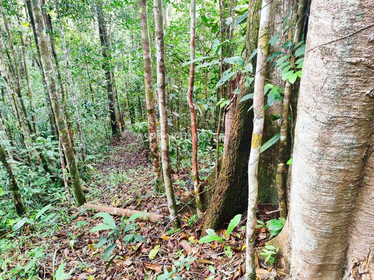 Terreno, 10 hectares - Foto 8