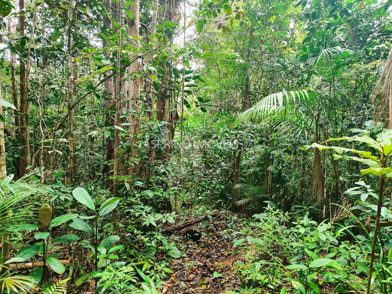 Terreno, 10 hectares - Foto 10