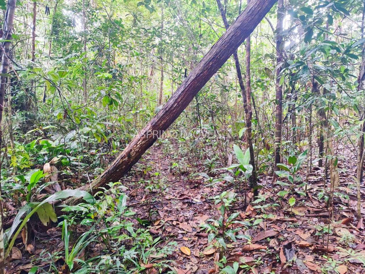 Terreno, 10 hectares - Foto 13