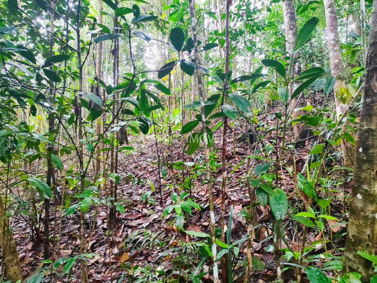 Terreno, 10 hectares - Foto 12