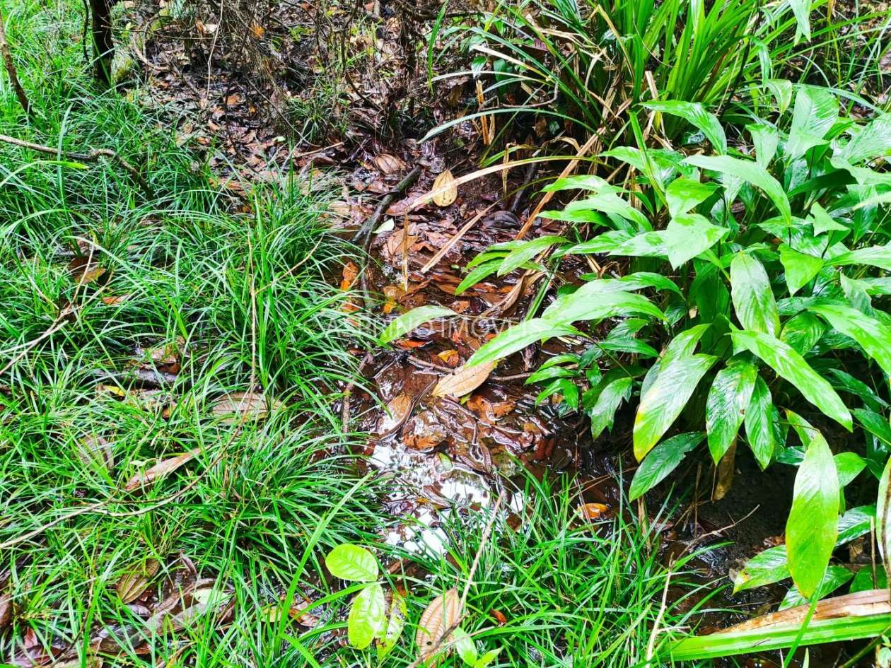 Terreno, 10 hectares - Foto 18