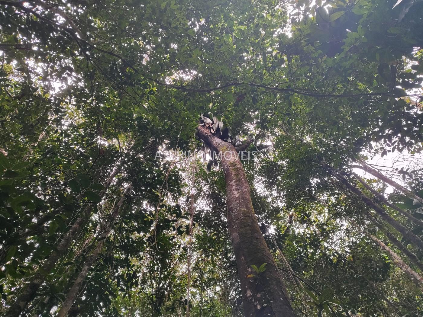 Terreno, 10 hectares - Foto 15