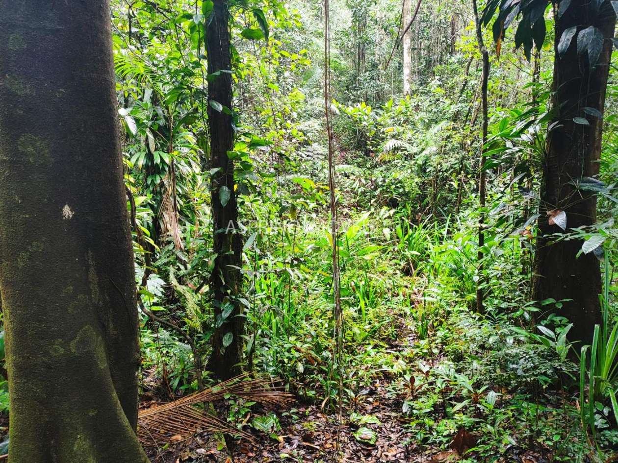 Terreno, 10 hectares - Foto 16