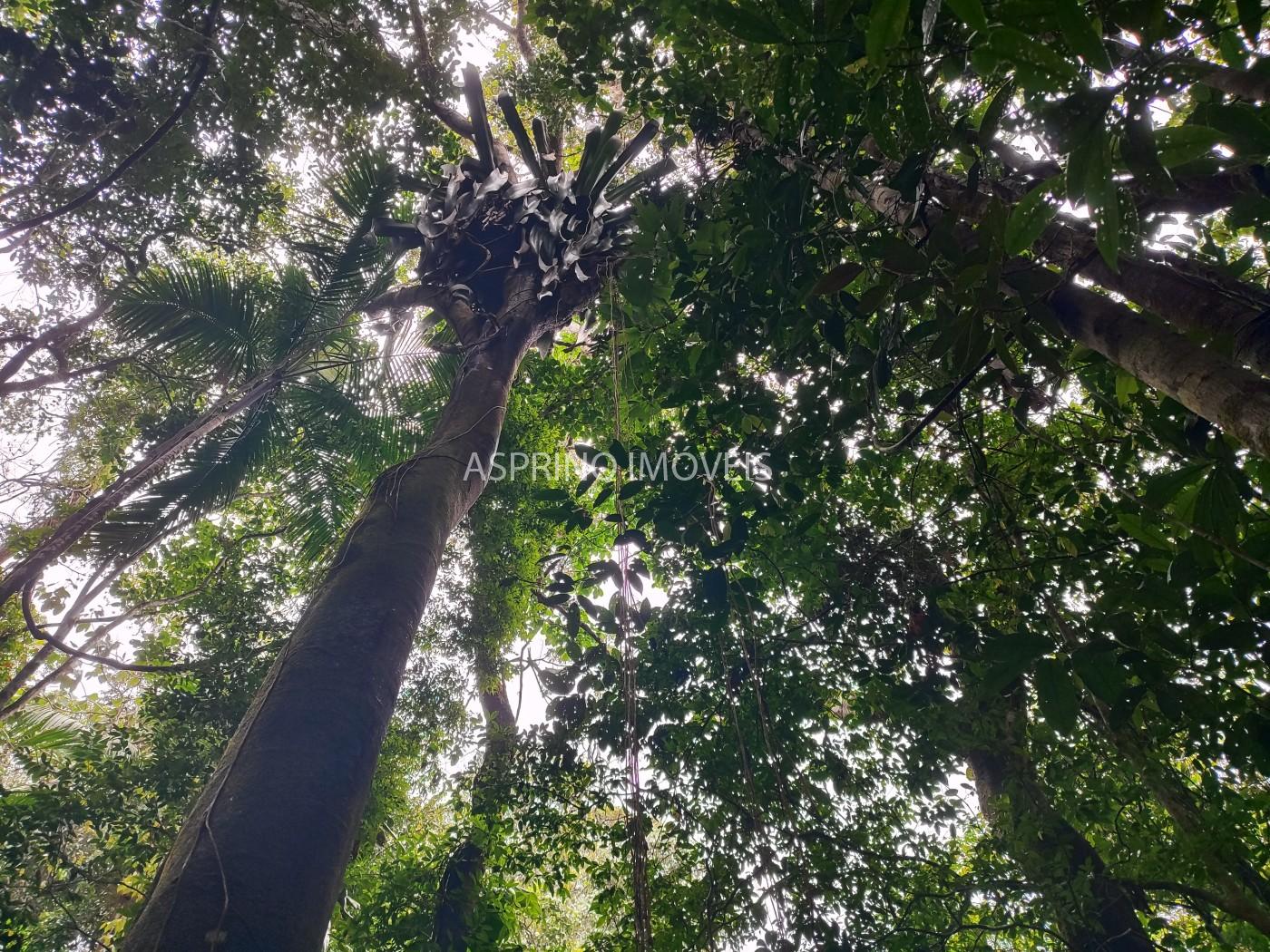 Terreno, 10 hectares - Foto 17