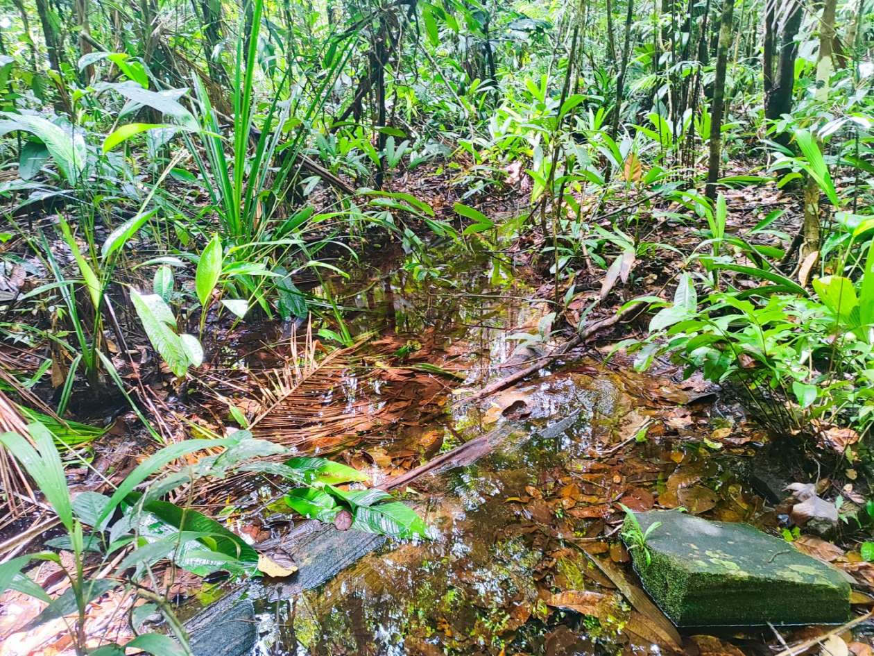 Terreno, 15 hectares - Foto 6