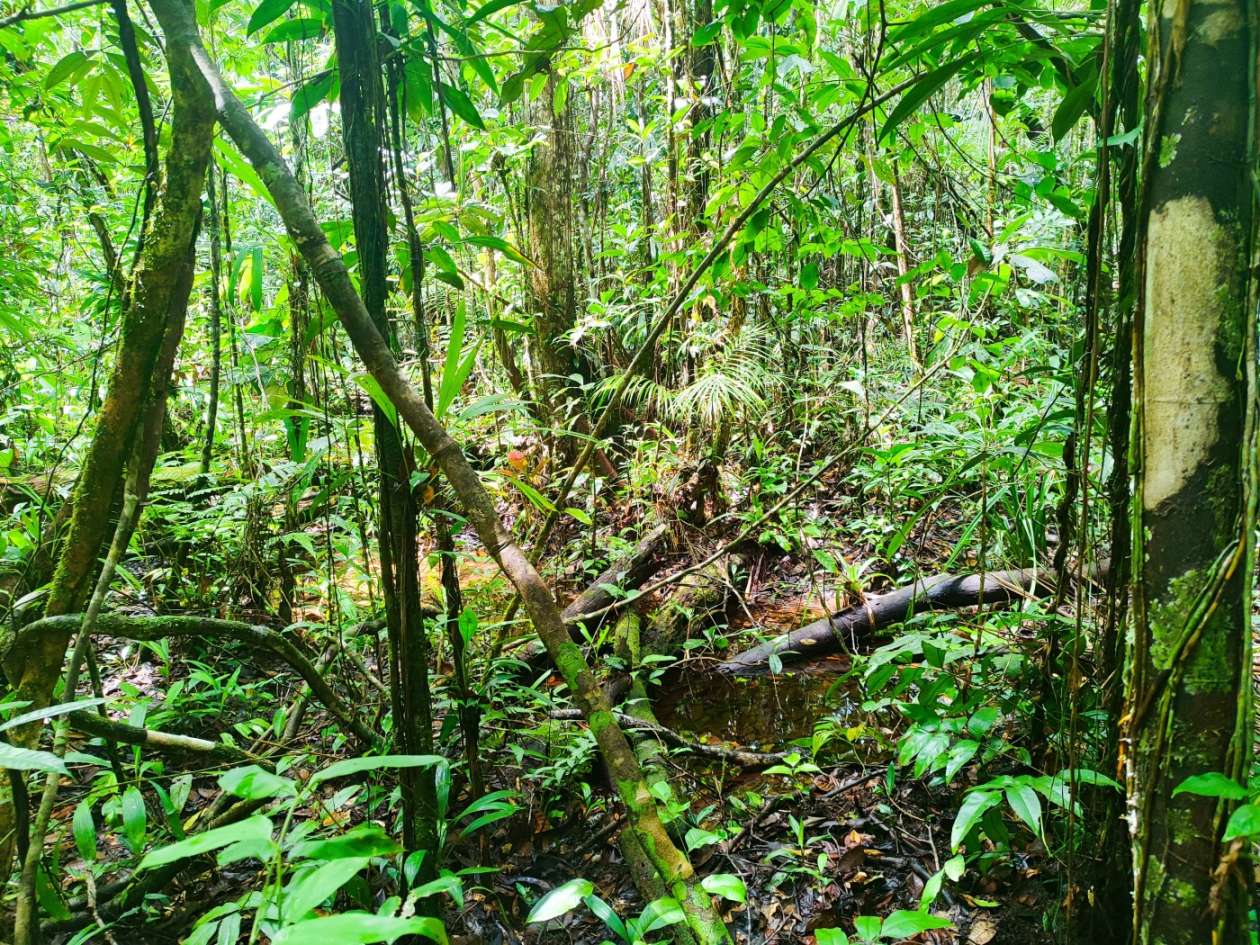 Terreno, 15 hectares - Foto 11